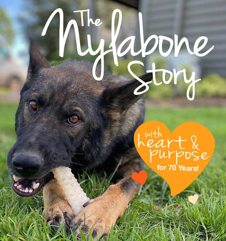 the nylabone story