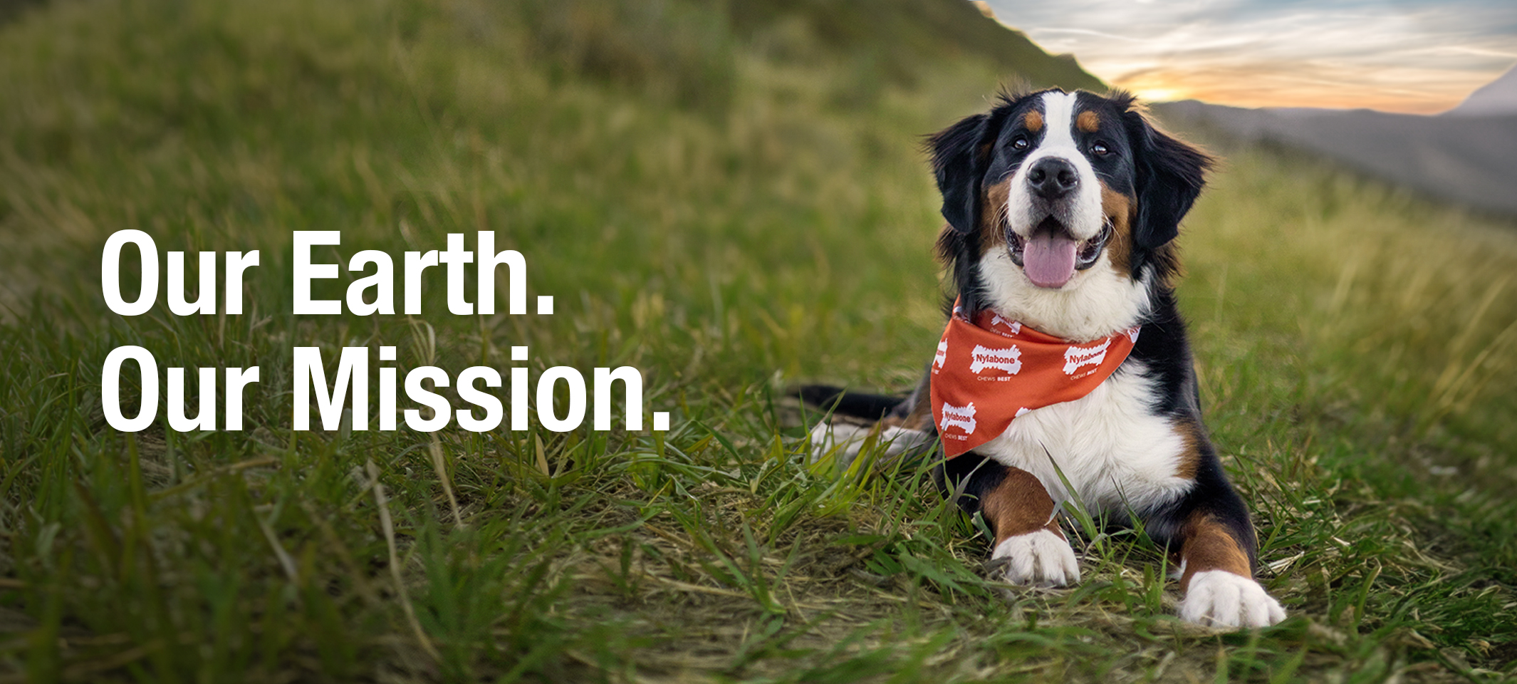 Our Commitment Toward Sustainable Pet Products Nylabone