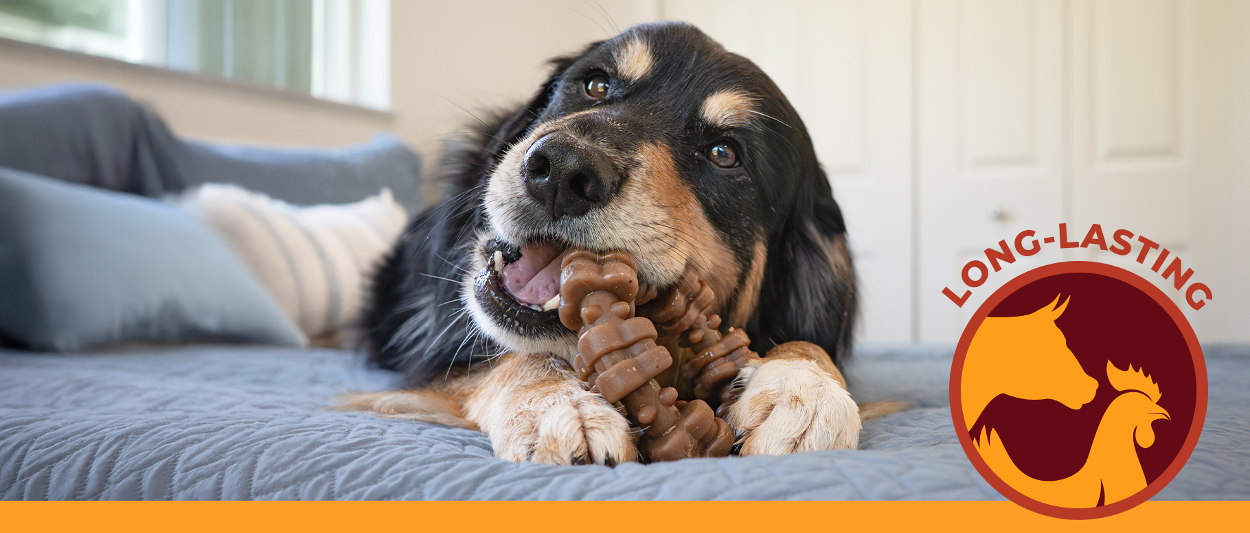Dog chewing on textured ring