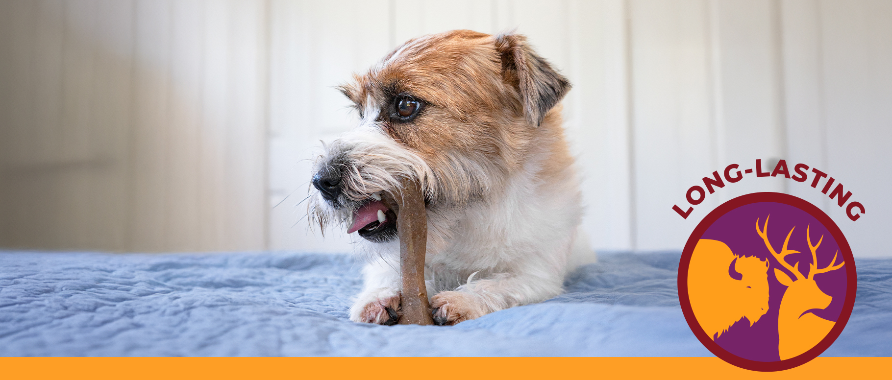 dog chewing on small femur bone chew toy