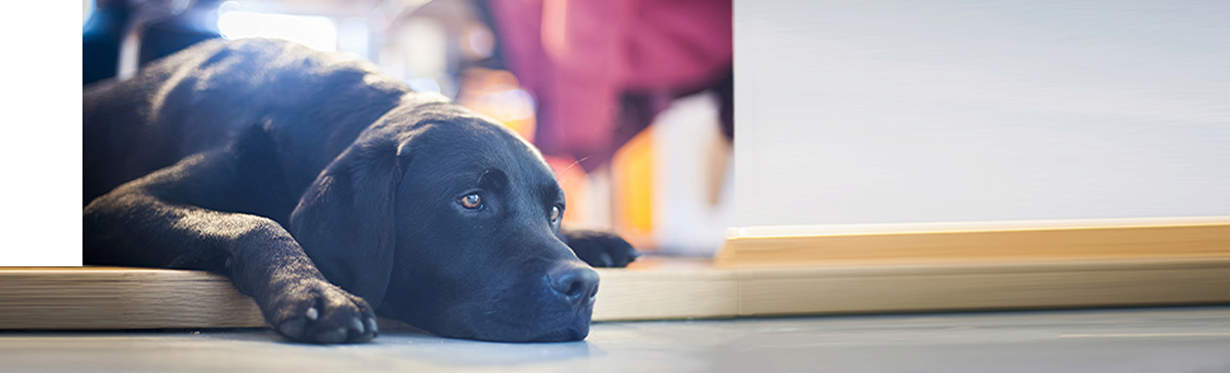 A black dog laying down on a doorsill.