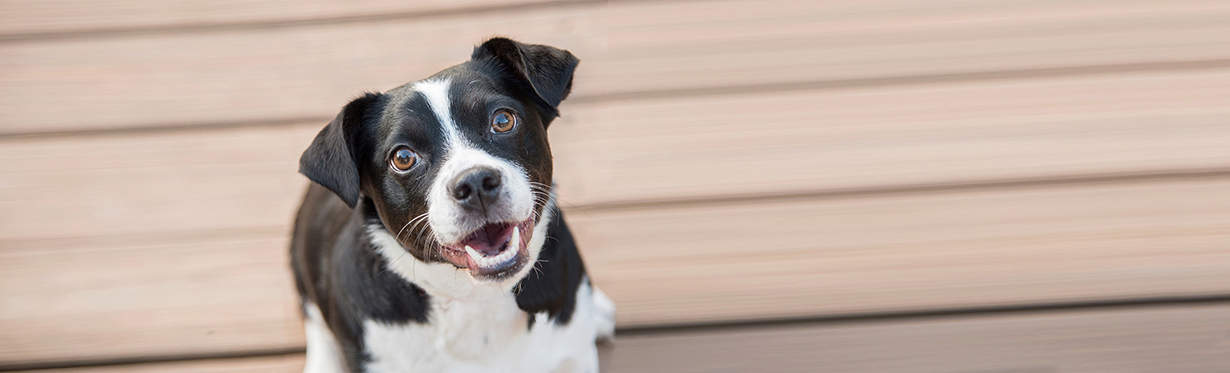 A black and white dog.