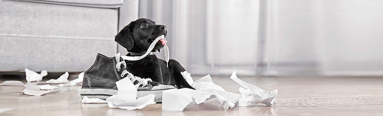 A black dog chewing on a shoelace, next to ripped up paper.