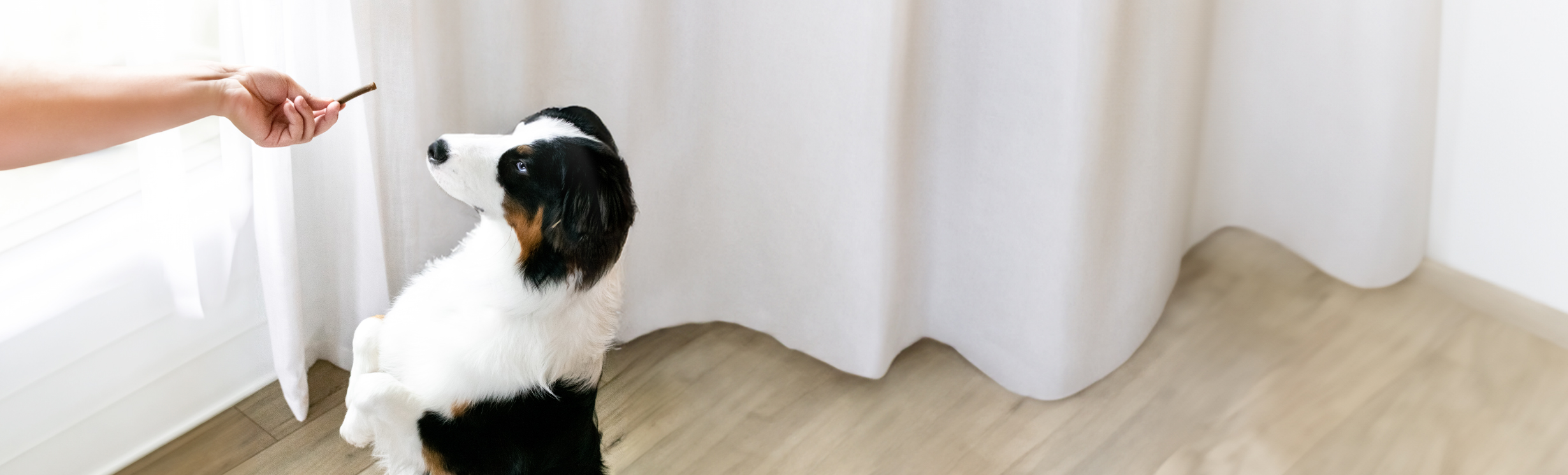 Dog standing up waiting for chew treat.