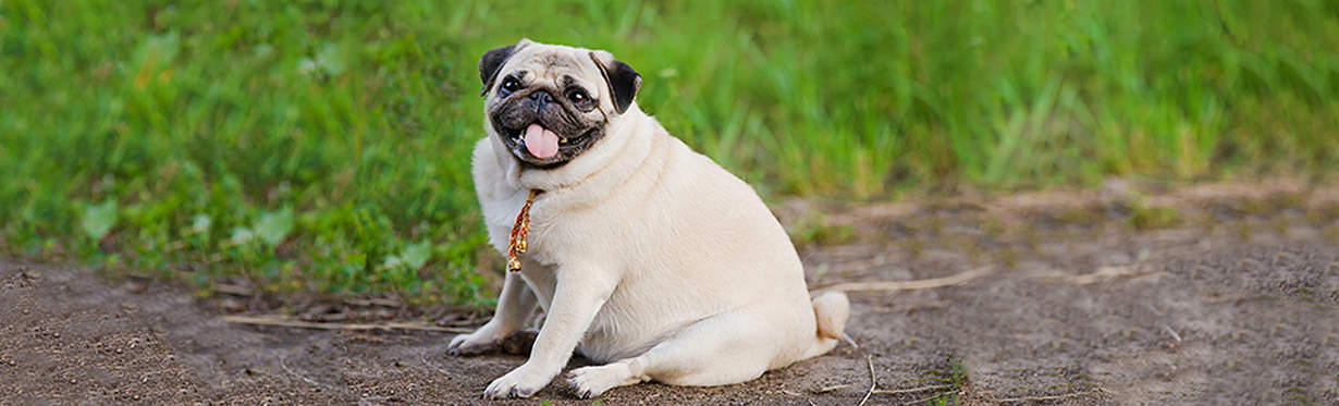 A pug sitting on a dirt path.