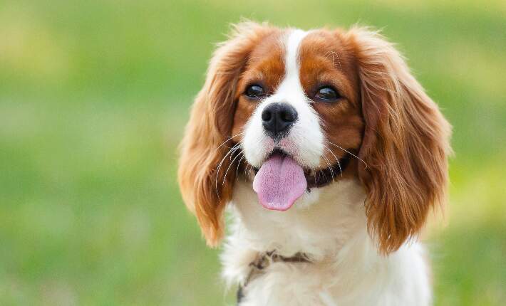 First most popular sales dog