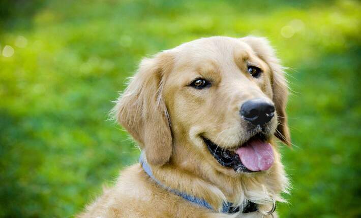 golden retriever