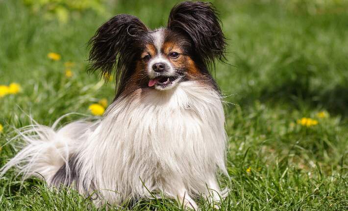 papillon