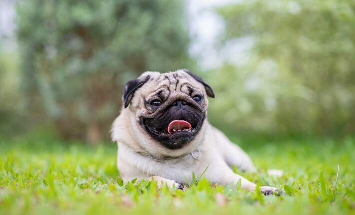 pug