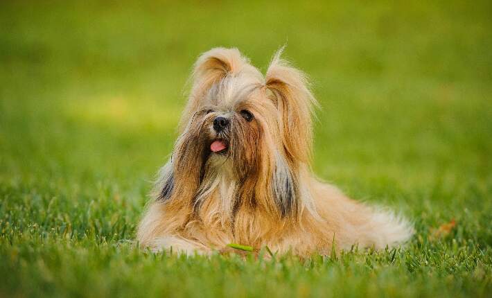 shih tzu