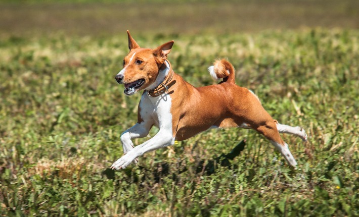 basenji running through a field