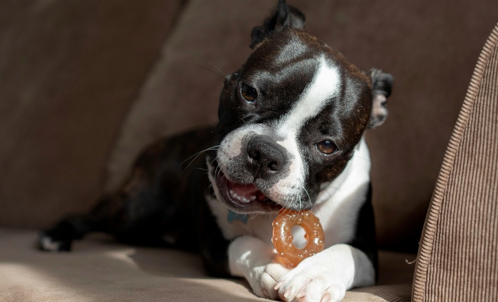boston terrier chewing on a chew toy