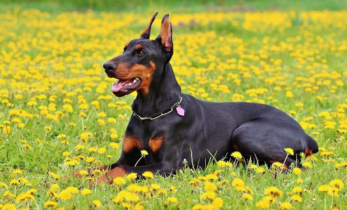 doberman pinscher lying in a field of flowers