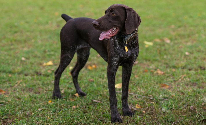 german shorthaired pointer standing on grass