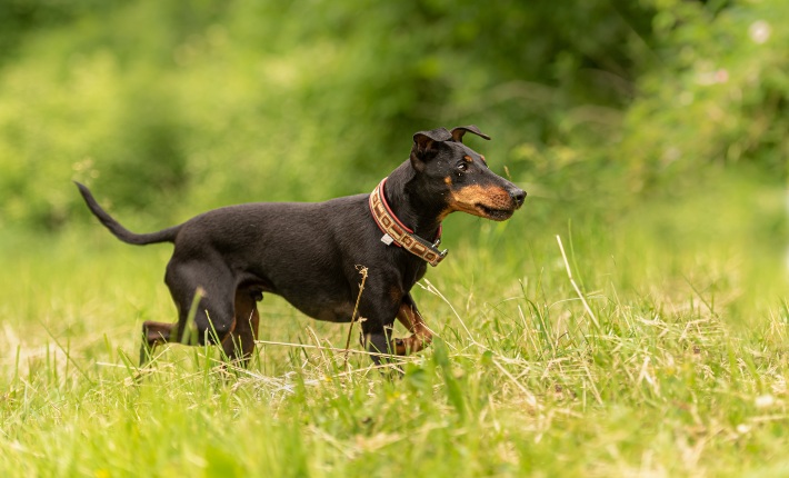a manchester terrier walking through a field