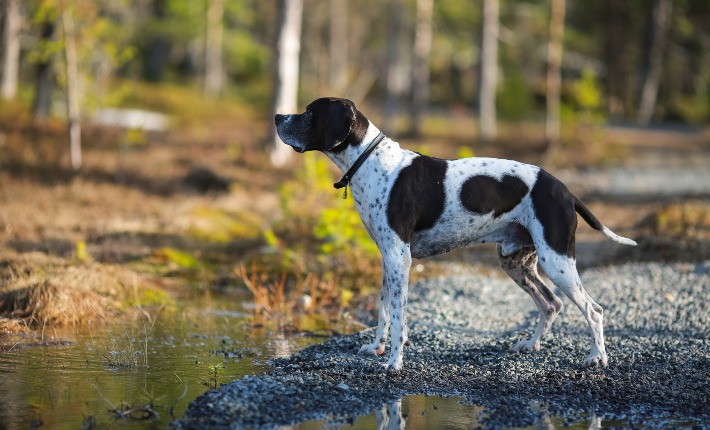 a pointer standing on a riverbank