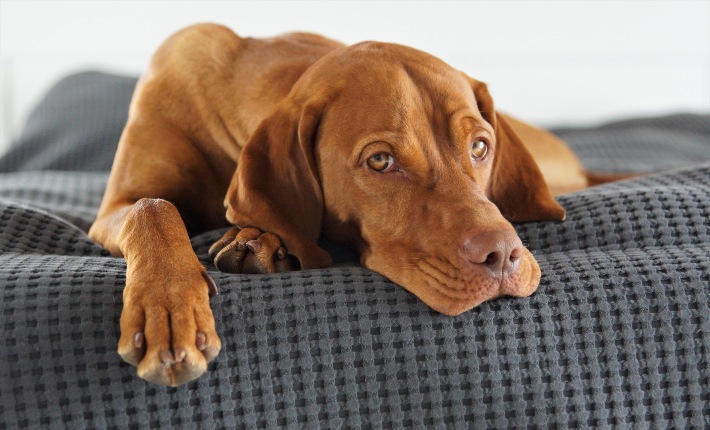 vizsla lying on a dog bed