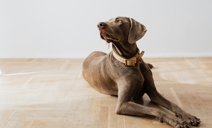 weimaraner lying on the floor of a home
