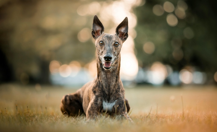 whippet lying in a field