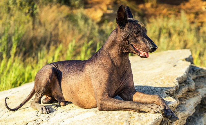 xoloitzcuintli lying on a rock in the sun