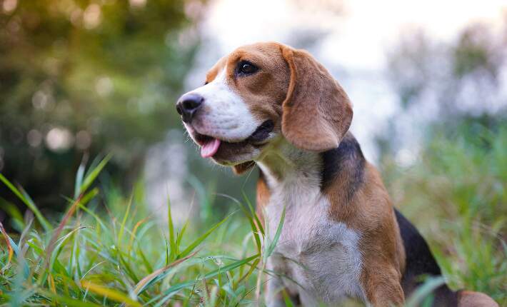 Top 3 family sales dogs