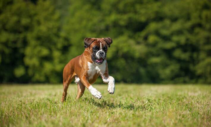 Boxer