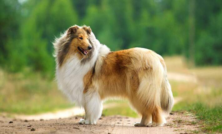 Collie