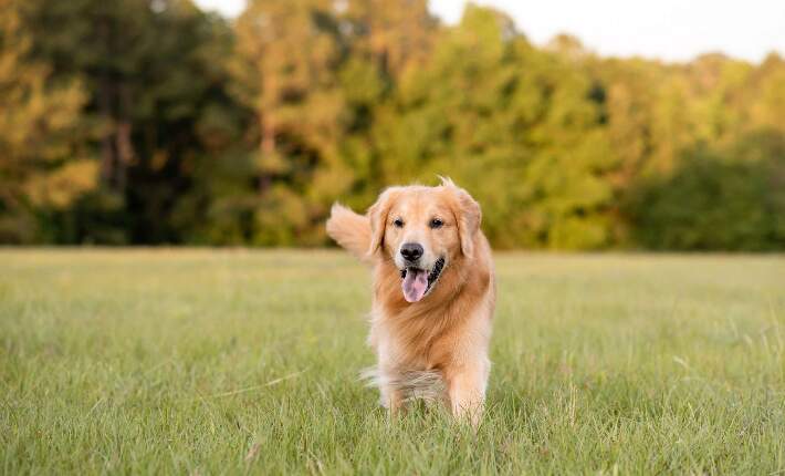 What Is In The Dog Family