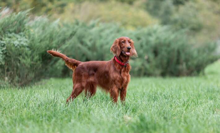 Irish Setter