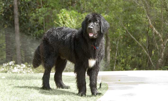 Newfoundland