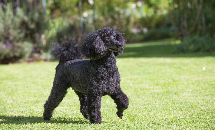 Standard Poodle