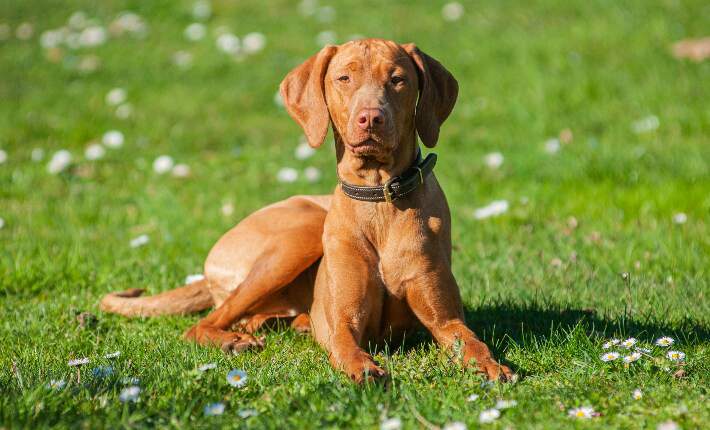 Vizsla