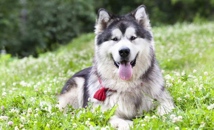 Alaskan Malamute