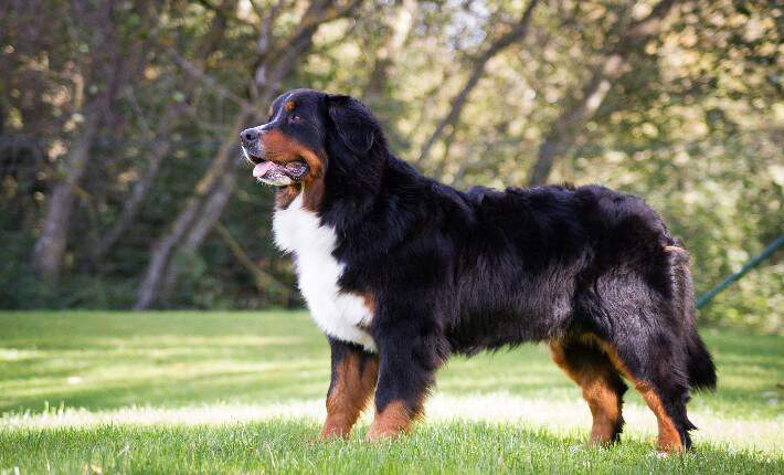 Bernese mountain shop dog similar breeds