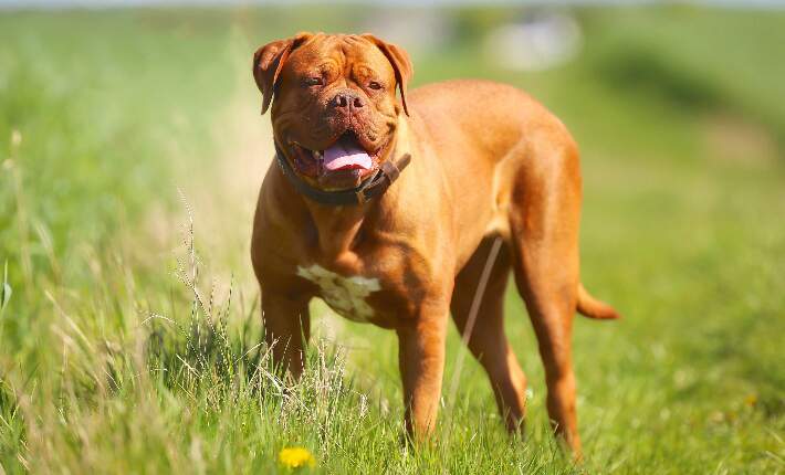Dogue de Bordeaux