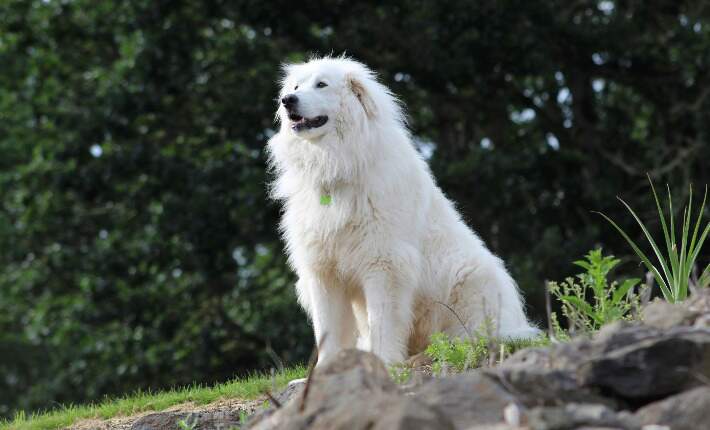 Great Pyrenees