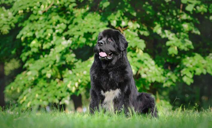 10 Great Large Dog Breeds