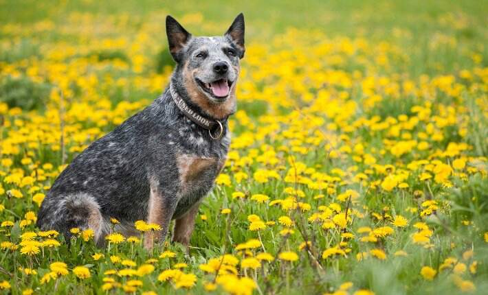 australian cattle dog in dandelions