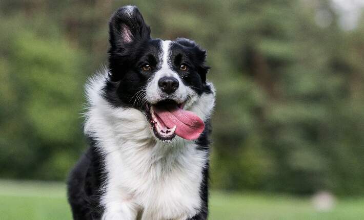 THE BREED OF BORDER COLLIE DOGS: 10 THINGS YOU NEED TO KNOW ABOUT THEM – THE INDIAN FACE