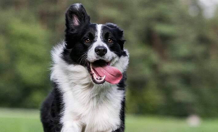 border collie with tongue out