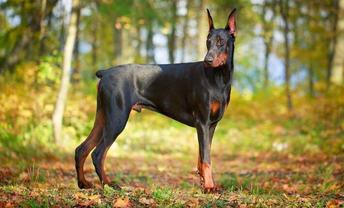 doberman pinscher in woods