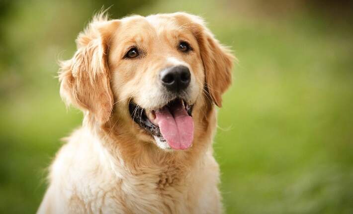 golden retriever with tongue out