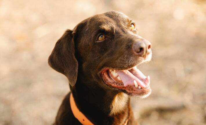 smiling labrador retriever