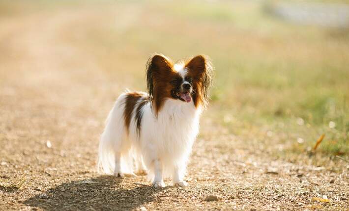 papillon on grass