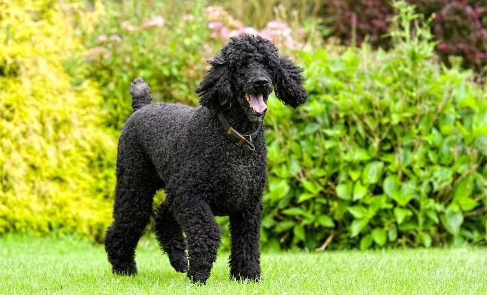 Poodle on grass