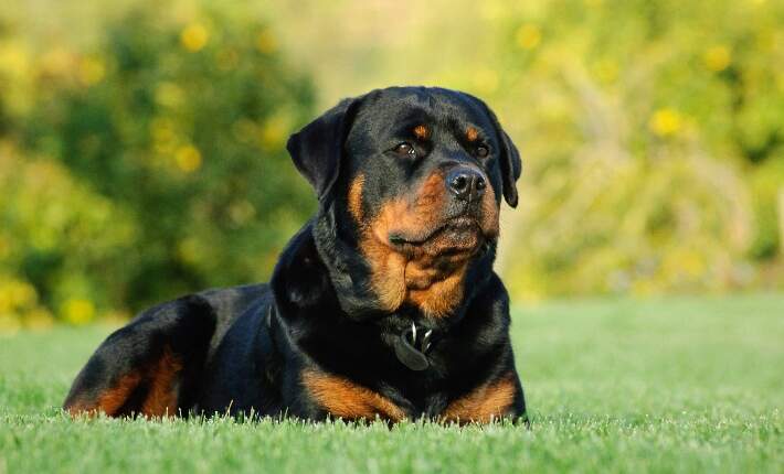 rottweiler on grass