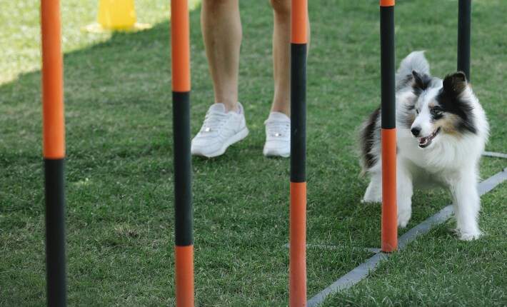 shetland sheepdog running obstacle course