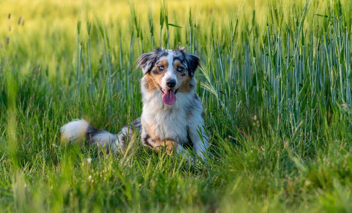 one australian shepherd on grass