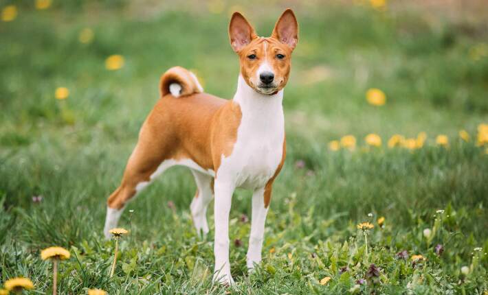 one basenji on grass