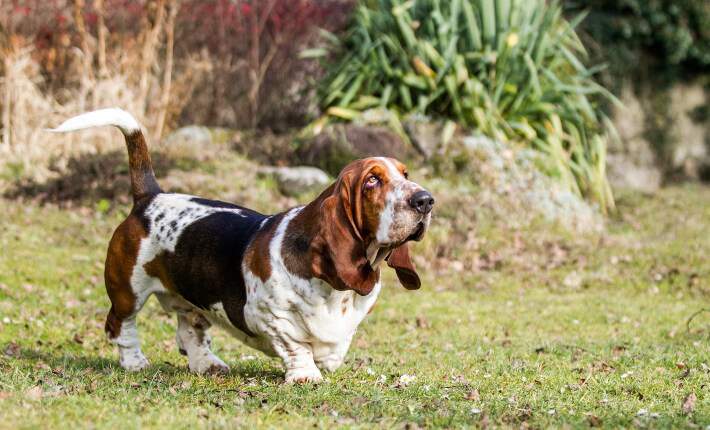 one basset hound walking